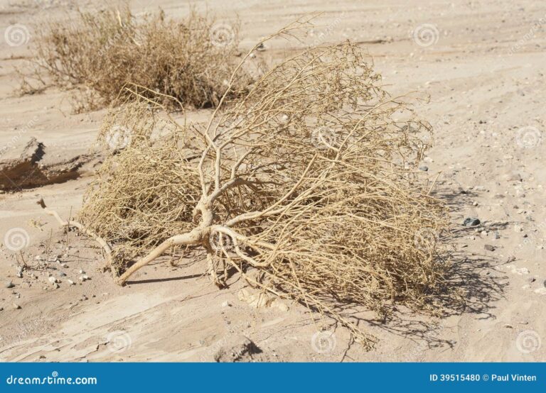 desierto arido con plantas secas