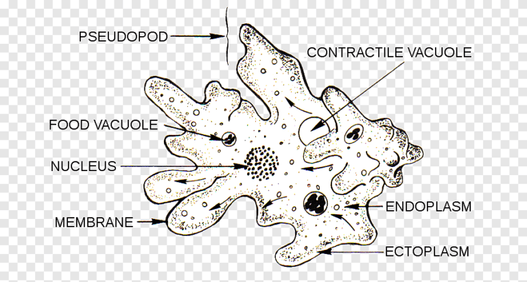 diagramas de celulas unicelulares en microscopio