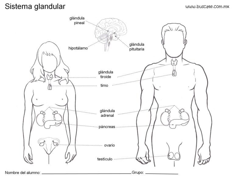 Cómo puedo encontrar dibujos del sistema endocrino para colorear 30 dibujo del sistema endocrino para colorear