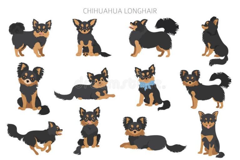 diversas razas de perros en diferentes posturas