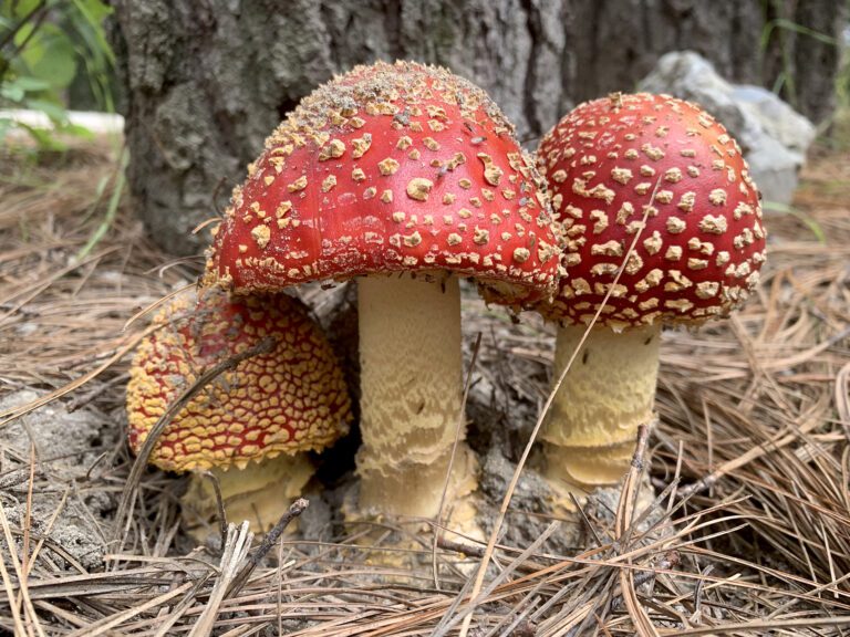 A qué reino pertenecen los hongos y por qué son importantes 12 diversidad de hongos en un bosque