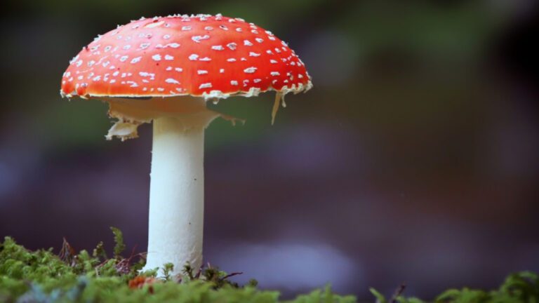 Qué son los hongos y las bacterias y cuál es su importancia en la naturaleza 16 diversidad de hongos y bacterias en naturaleza