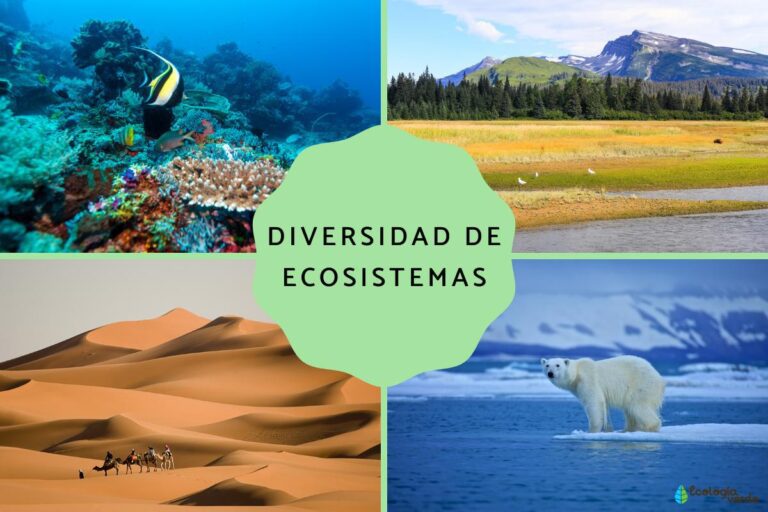 diversidad de organismos en un ecosistema