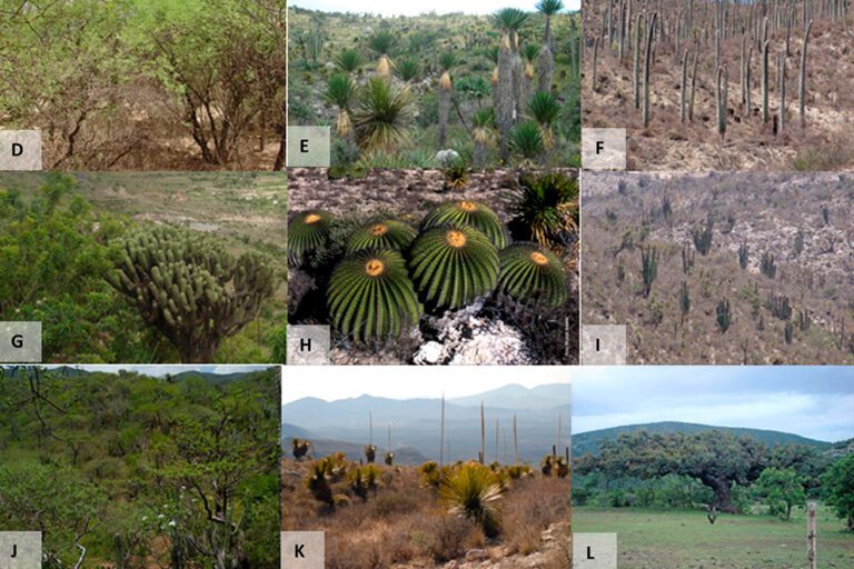diversidad de plantas mexicanas en paisaje