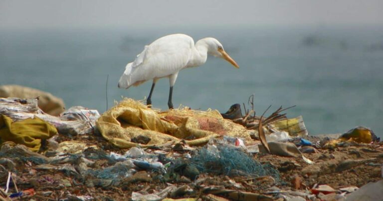 ecosistema afectado por extincion de especies