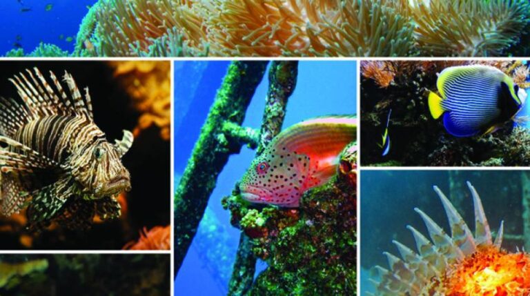 ecosistema marino con plantas y vida marina