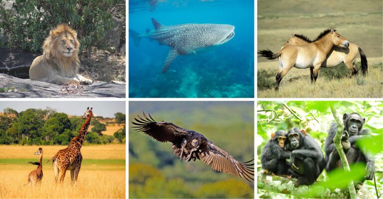 especies en peligro bajo proteccion ambiental
