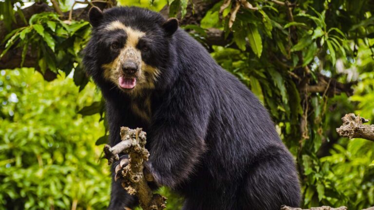 Qué papel juegan las especies endémicas en la cadena alimenticia 25 especies endemicas en su habitat natural