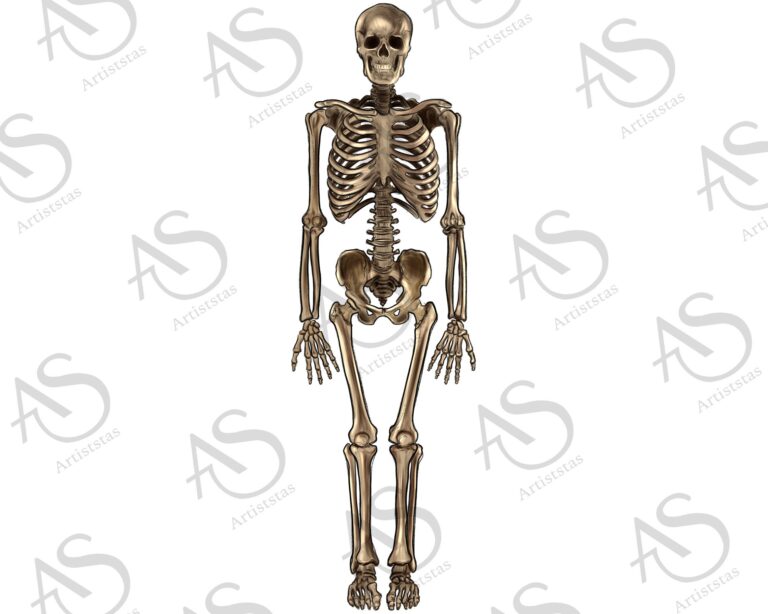 Los huesos son orgánicos o inorgánicos en el cuerpo humano 16 esqueleto humano en fondo neutro