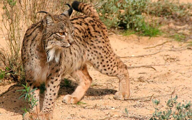 fauna del bosque mediterraneo en su habitat