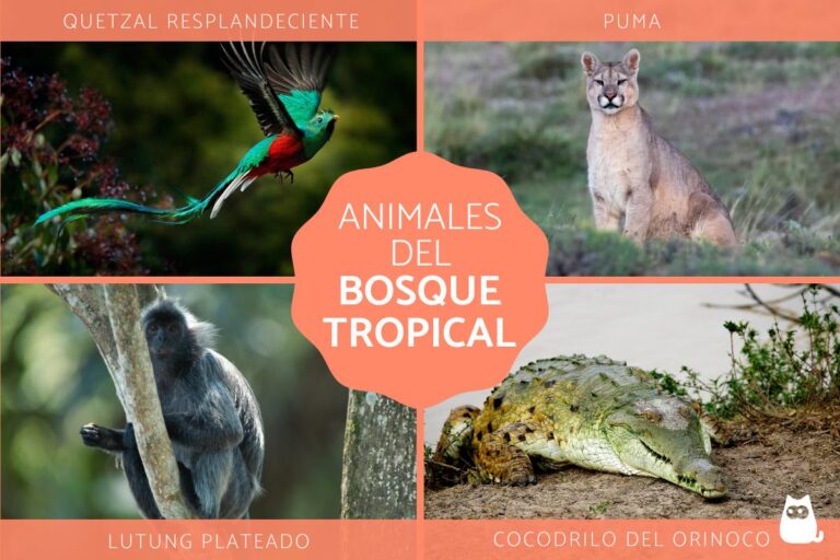 fauna diversa en un bosque tropical