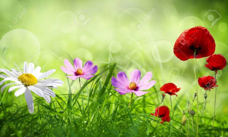 Qué festividades y celebraciones son importantes en marzo y abril 6 flores de primavera en un campo soleado