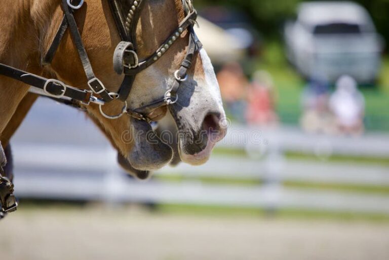 frenos para caballos en accion en pista