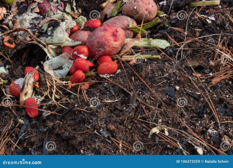frutas en descomposicion sobre un suelo natural