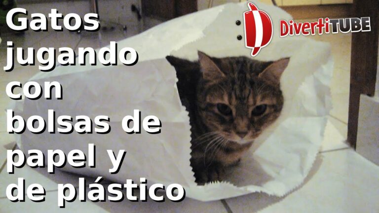 Dónde puedo comprar una bolsa de gato en Mercado Libre 6 gato jugando con una bolsa de carton