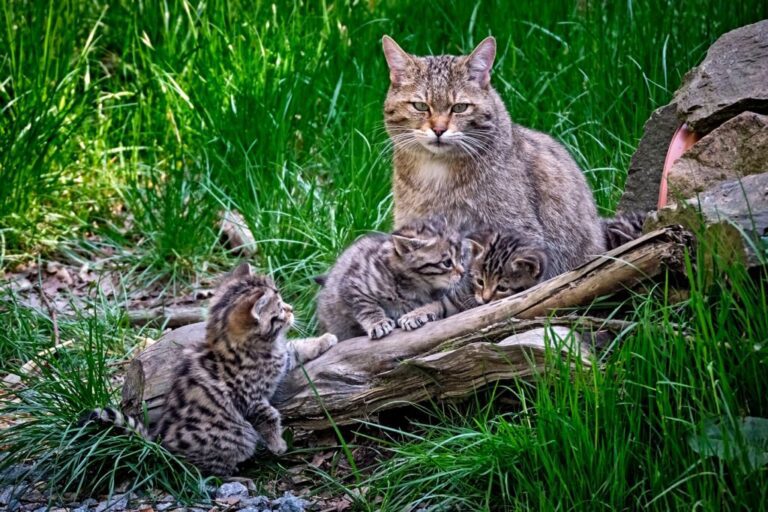 gato montes en su habitat natural