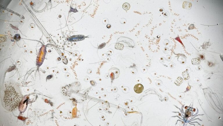 gota de agua con bacterias microscopicas