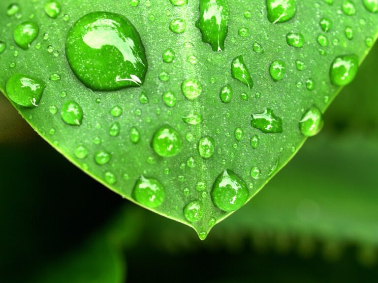 gota de agua sobre una hoja verde 1