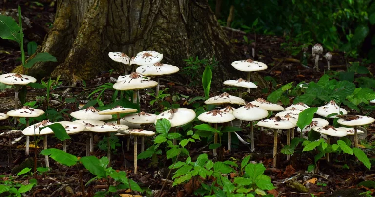 hongos descomponiendo materia organica en bosque