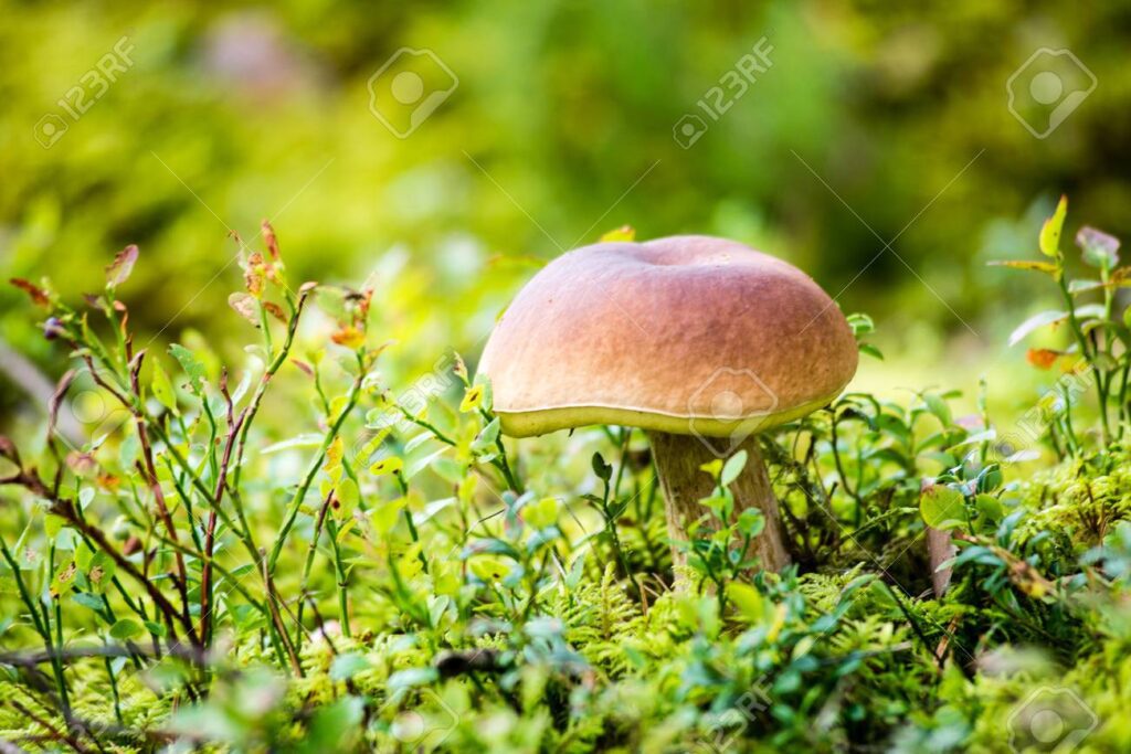 El reino Fungi es procariota o eucariota y qué características tiene 6 El reino Fungi es procariota o eucariota y qué características tiene