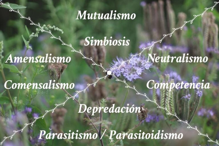 interaccion entre especies en un ecosistema