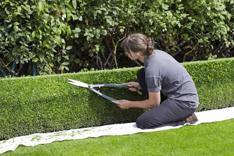 Cómo Podar las Plantas de Forma Efectiva y Cuándo Hacerlo 26 jardin con herramientas de poda y plantas