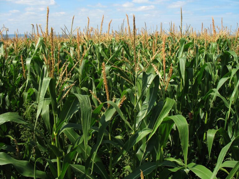 Por qué el maíz transgénico genera controversia entre científicos y agricultores 1 maiz transgenico en un campo verde
