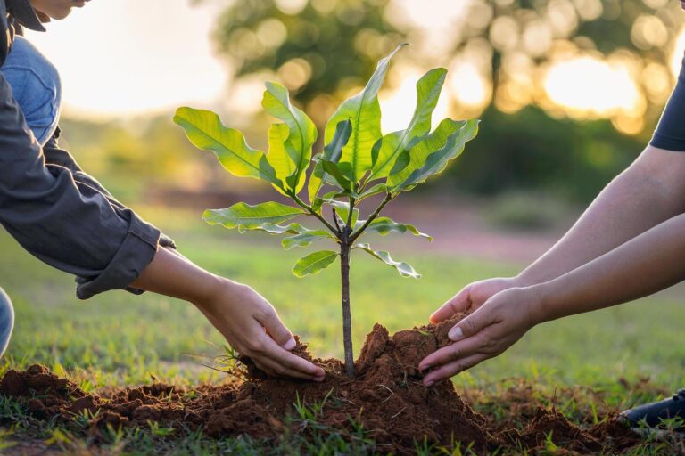 manos plantando un arbol en naturaleza