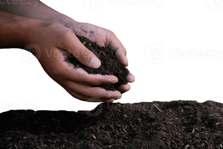 Cuáles son los pasos esenciales para sembrar una planta correctamente 7 manos plantando una semilla en tierra