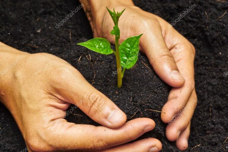 manos unidas sosteniendo un arbol joven