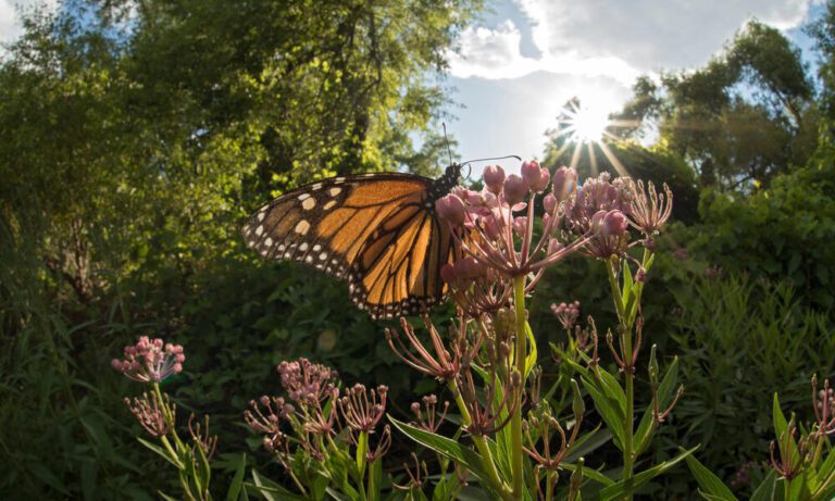 Cómo se adaptan las mariposas a su medio ambiente y qué estrategias utilizan 11 mariposa en su habitat natural