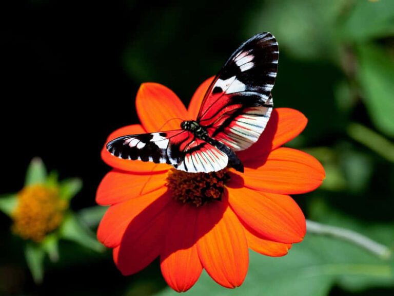 Cuántas alas tiene una mariposa y por qué son importantes 19 mariposa posada sobre una flor