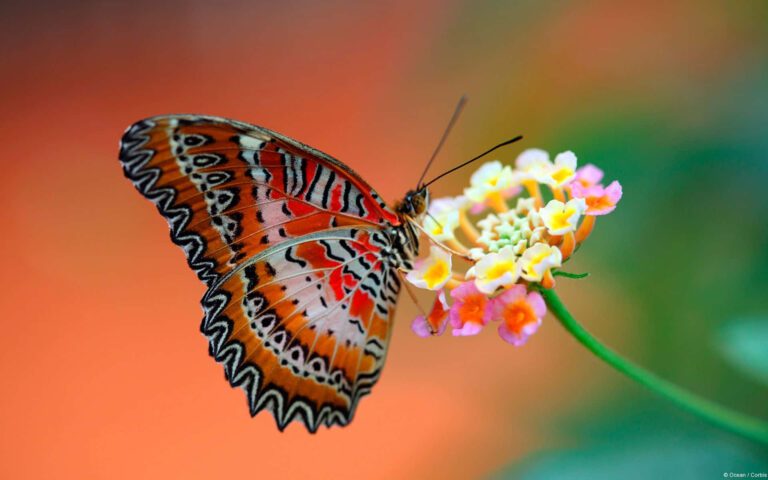mariposa posada sobre una flor colorida 1