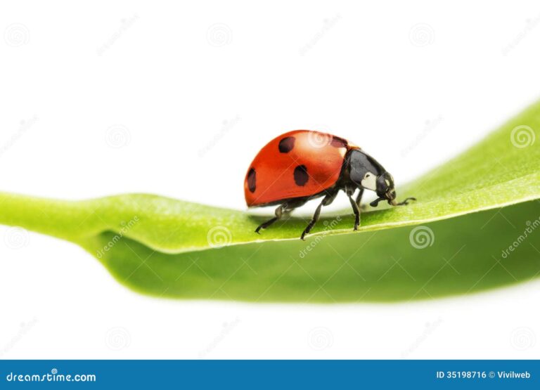 Qué insecto rojo con manchas negras es común en México 28 mariquita en un hoja verde
