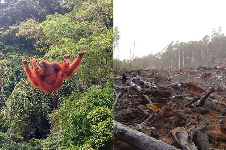 En qué me afecta el cambio climático en mi vida diaria y futuro 8 naturaleza afectada por el cambio climatico 1