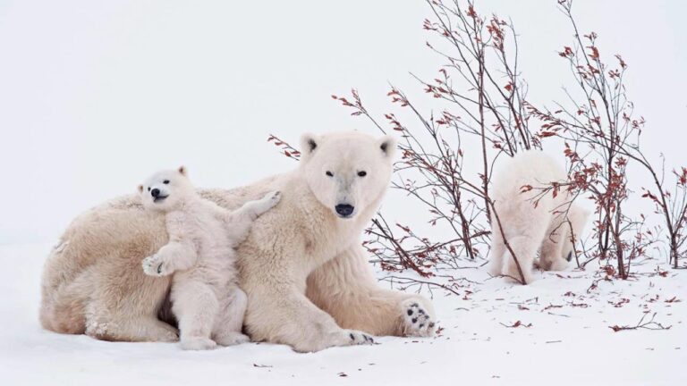 oso polar en su habitat natural 2