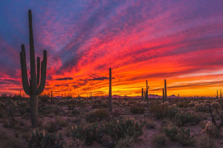 Cuáles son los datos curiosos más interesantes sobre Sonora 8 paisaje desertico de sonora al atardecer
