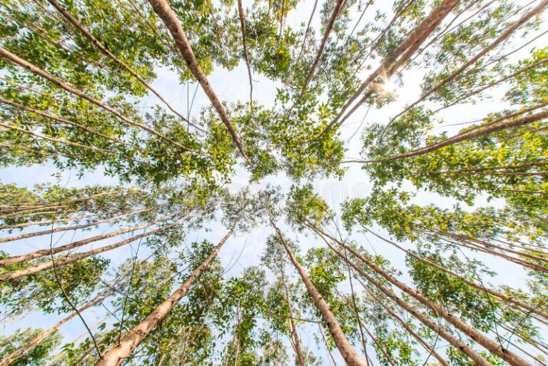 Qué atractivos turÃsticos ofrece San Pedro de los Eucaliptos 17 paisaje natural de san pedro de los eucaliptos