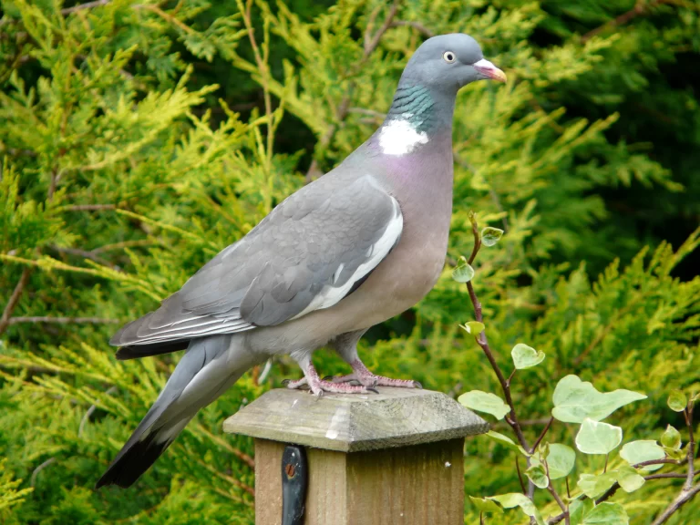 Cómo atraer palomas de manera efectiva para la caza 14 palomas en un entorno natural atractivo