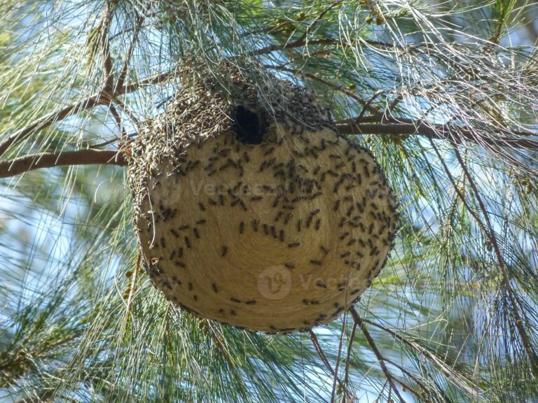 Por qué las avispas hacen panales y cómo los construyen 17 panales de avispas en un arbol