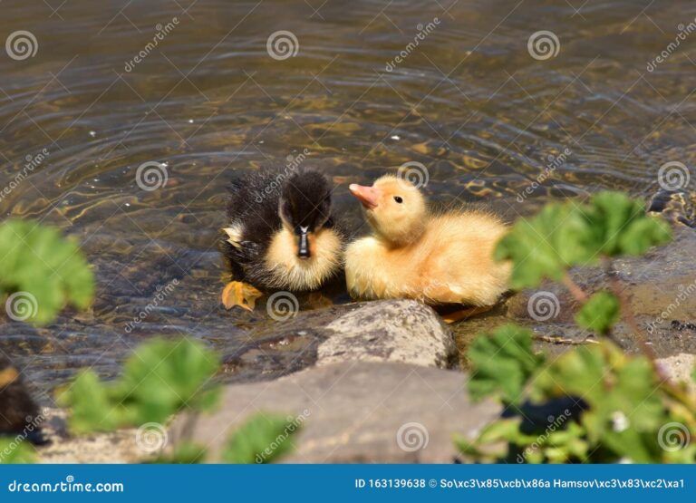 Qué nombre divertido puedo ponerle a mi patito 6 patito amarillo jugando en el agua