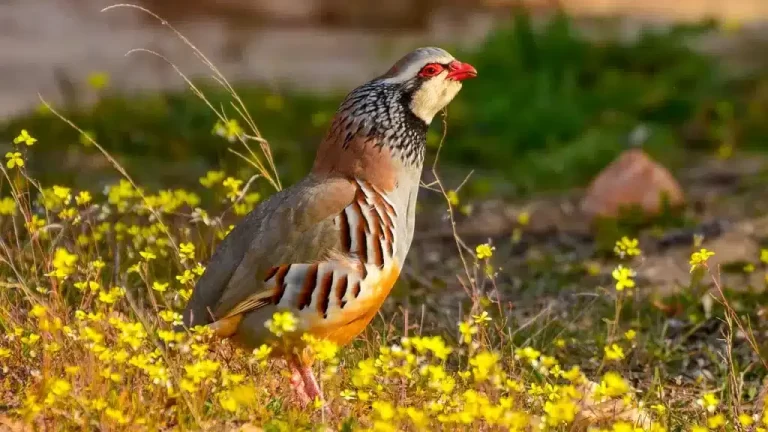 Cómo es el canto de la perdiz roja macho y qué lo caracteriza 30 perdiz roja macho cantando en la naturaleza