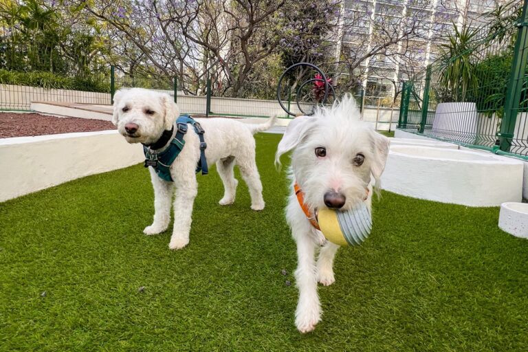 perrito feliz en parque de la cdmx