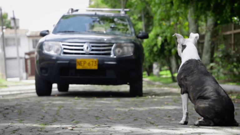 Me pueden denunciar si atropello accidentalmente a un perro 25 perro en la carretera con precaucion