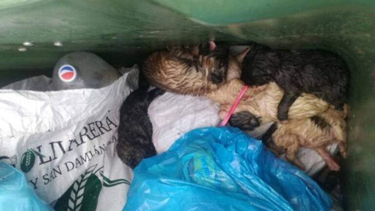 Qué debo hacer si mi perro comió una bolsa de plástico 21 perro preocupado junto a un plastico