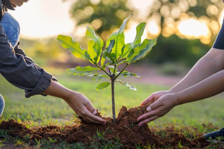 persona plantando un arbol en la naturaleza