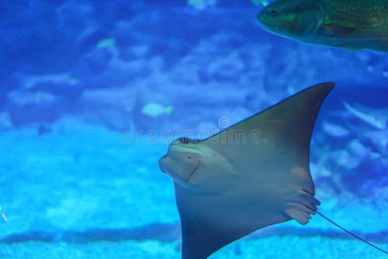 Qué pez de gran tamaño se parece a la raya en el océano 7 pez manta nadando en aguas cristalinas