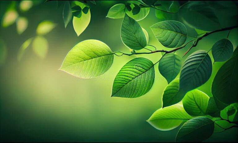 planta de hojas verdes en un entorno natural