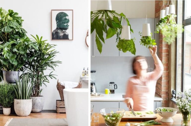 planta de interior en ambiente hogareno sostenible