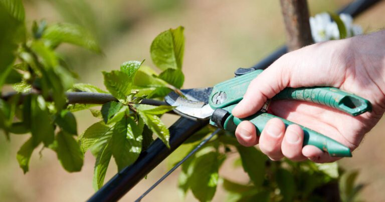 Cuándo es el momento ideal para podar tus plantas y favorecer su crecimiento 25 planta en crecimiento con tijeras de podar